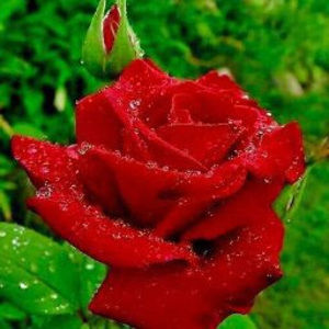 Meet your Posher, Natali